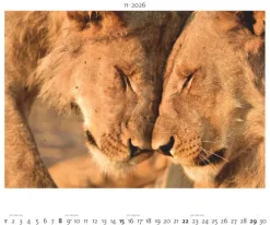 teNeues Calendars & Stationery GmbH & Co. KG Posterkalender*Palazzi - Hautnah - Afrikas Wildnis 2026 - Wandkalender 60×50 cm mit 12 Tierfotografien, Poster-Kalender mit Wildtieren & humorvollen Bildunterschriften