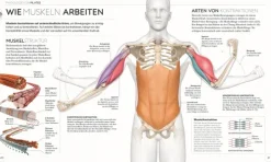 Pilates - Die Anatomie verstehen*Dorling Kindersley Verlag Hot