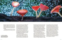 Pilze*Haupt Verlag AG Outlet