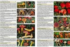 Haupt Verlag AG Biologie-Pilze Mitteleuropas