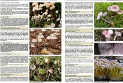 Haupt Verlag AG Biologie-Pilze Mitteleuropas