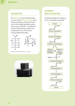 Klett Lerntraining Abi Trainer·Biologie*PONS Abi-Check XXL Biologie
