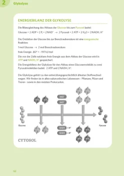 Klett Lerntraining Abi Trainer·Biologie*PONS Abi-Check XXL Biologie