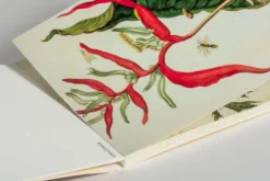 Anaconda Verlag Postkarten*Postkarten-Set Maria Sibylla Merian