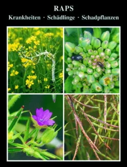 Raps*AgroConcept GmbH