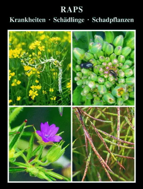 Raps*AgroConcept GmbH