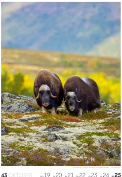 Ackermann Kunstverlag Wochenkalender-Reisen Wochenkalender 2026