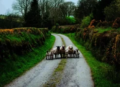 Roadtrips Irland*Bruckmann Verlag GmbH New