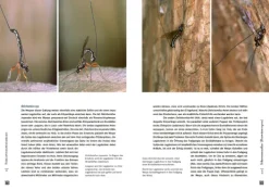 Haupt Verlag AG Biologie-Schlupfwespen