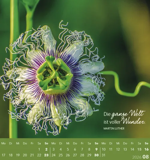 Korsch Postkartenkalender-Schön, dass es dich gibt! 2026