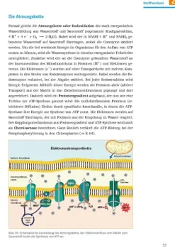 Sicher im Abi Biologie*Klett Lerntraining New