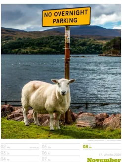 Signs Wochenplaner Kalender 2026*Ackermann Kunstverlag Best