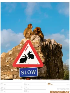 Signs Wochenplaner Kalender 2026*Ackermann Kunstverlag Best