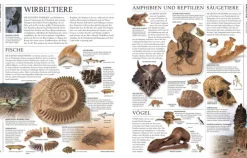 Dorling Kindersley Verlag Geowissenschaft-Steine & Mineralien