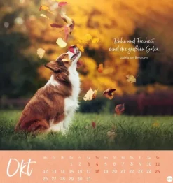 Heye Postkartenkalender*Stille Momente Postkartenkalender 2026