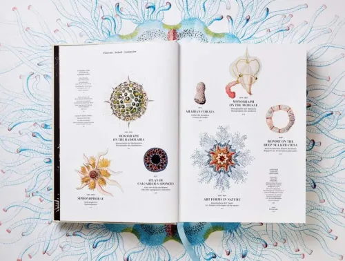 Taschen GmbH Künstler:Innen Im Fokus*The Art and Science of Ernst Haeckel