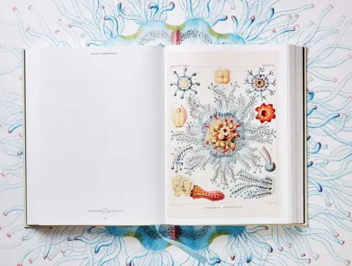 Taschen GmbH Künstler:Innen Im Fokus*The Art and Science of Ernst Haeckel