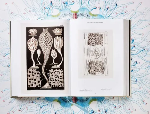 Taschen GmbH Künstler:Innen Im Fokus*The Art and Science of Ernst Haeckel