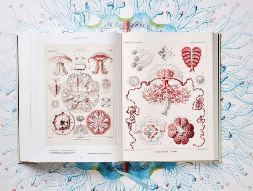 Taschen GmbH Künstler:Innen Im Fokus*The Art and Science of Ernst Haeckel