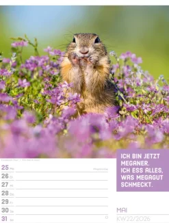Ackermann Kunstverlag Wochenkalender*Tierisch Sprüchekalender Wochenplaner 2026