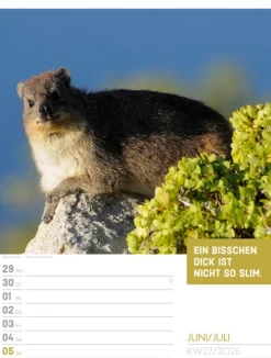 Ackermann Kunstverlag Wochenkalender*Tierisch Sprüchekalender Wochenplaner 2026