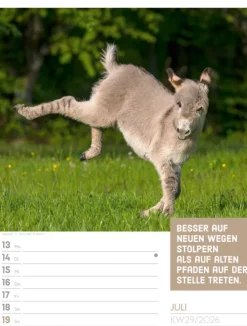 Ackermann Kunstverlag Wochenkalender*Tierisch Sprüchekalender Wochenplaner 2026