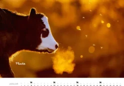 Heel Verlag GmbH Wandkalender-Tierkinder auf dem Bauernhof Kalender 2026