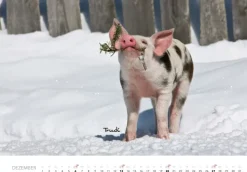 Heel Verlag GmbH Wandkalender-Tierkinder auf dem Bauernhof Kalender 2026