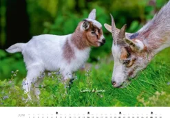 Heel Verlag GmbH Wandkalender-Tierkinder auf dem Bauernhof Kalender 2026