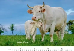 Heel Verlag GmbH Wandkalender-Tierkinder auf dem Bauernhof Kalender 2026