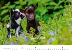 Heel Verlag GmbH Wandkalender-Tierkinder auf dem Bauernhof Kalender 2026