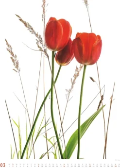 Titel DUMONT Best of Flora 2026 - Blumen-Kalender 50 x 70 cm, Foto-Poster im Großformat von Tan Kadam für Kunst- & Pflanzenliebhaber*DuMont Kalenderverlag Discount