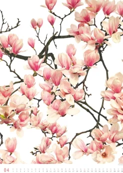 Titel DUMONT Best of Flora 2026 - Blumen-Kalender 50 x 70 cm, Foto-Poster im Großformat von Tan Kadam für Kunst- & Pflanzenliebhaber*DuMont Kalenderverlag Discount