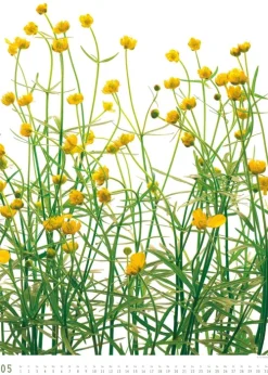 Titel DUMONT Best of Flora 2026 - Blumen-Kalender 50 x 70 cm, Foto-Poster im Großformat von Tan Kadam für Kunst- & Pflanzenliebhaber*DuMont Kalenderverlag Discount