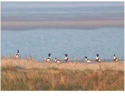 Knesebeck Von Dem GmbH Reiseberichte-Und an den Rändern nagt das Meer