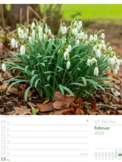 Ackermann Kunstverlag Wochenkalender-Unser Wald Wochenplaner Kalender 2026