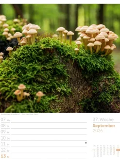 Ackermann Kunstverlag Wochenkalender-Unser Wald Wochenplaner Kalender 2026
