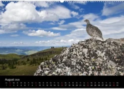 Vögel & Landschaften (Wandkalender 2026 DIN A2 quer), Monatskalender*Calvendo Discount