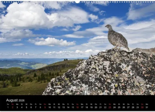 Vögel & Landschaften (Wandkalender 2026 DIN A2 quer), Monatskalender*Calvendo Discount
