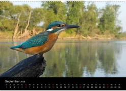 Vögel & Landschaften (Wandkalender 2026 DIN A2 quer), Monatskalender*Calvendo Discount