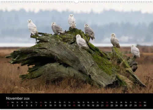 Vögel & Landschaften (Wandkalender 2026 DIN A2 quer), Monatskalender*Calvendo Discount