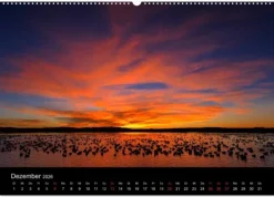 Vögel & Landschaften (Wandkalender 2026 DIN A2 quer), Monatskalender*Calvendo Discount