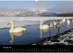 Vögel & Landschaften (Wandkalender 2026 DIN A2 quer), Monatskalender*Calvendo Discount