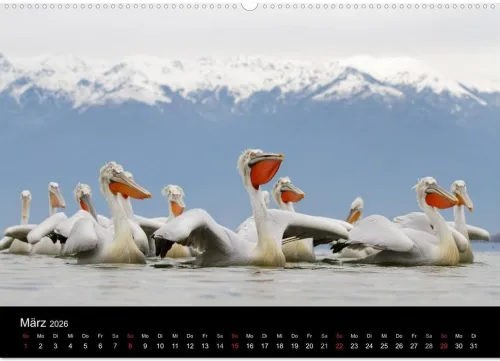 Vögel & Landschaften (Wandkalender 2026 DIN A2 quer), Monatskalender*Calvendo Discount