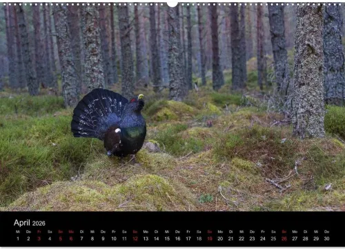 Vögel & Landschaften (Wandkalender 2026 DIN A2 quer), Monatskalender*Calvendo Discount