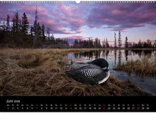 Vögel & Landschaften (Wandkalender 2026 DIN A2 quer), Monatskalender*Calvendo Discount