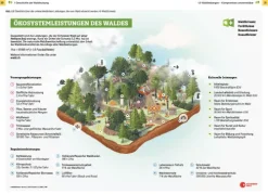 Haupt Verlag AG Umweltwissenschaft-Waldbewirtschaftung in der Schweiz