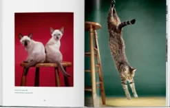 Taschen GmbH Künstler:Innen Im Fokus-Walter Chandoha. Cats. Photographs 1942-2018