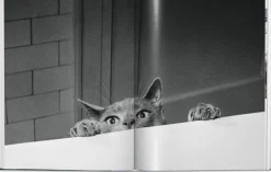 Taschen GmbH Künstler:Innen Im Fokus-Walter Chandoha. Cats. Photographs 1942-2018