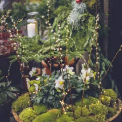 Busse-Seewald Verlag Weihnachten Kochen & Backen*Weihnachten in Hageby